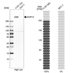 AKAP12 Antibody, Novus Biologicals:Antibodies:Primary Antibodies